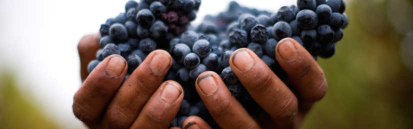 Hands and grapes