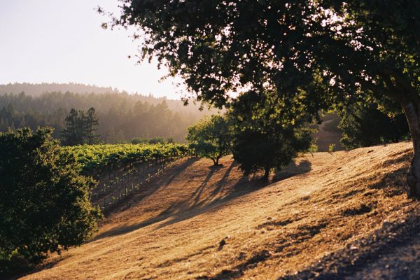 Cohn Estate Vineyard